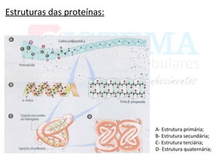 Estruturas das proteínas:
A- Estrutura primária;
B- Estrutura secundária;
C- Estrutura terciária;
D- Estrutura quaternária;
 