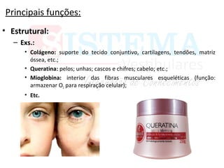 Principais funções:
• Estrutural:
– Exs.:
• Colágeno: suporte do tecido conjuntivo, cartilagens, tendões, matriz
óssea, etc.;
• Queratina: pelos; unhas; cascos e chifres; cabelo; etc.;
• Mioglobina: interior das fibras musculares esqueléticas (função:
armazenar O2 para respiração celular);
• Etc.
 