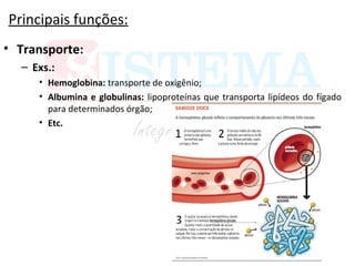 Principais funções:
• Transporte:
– Exs.:
• Hemoglobina: transporte de oxigênio;
• Albumina e globulinas: lipoproteínas que transporta lipídeos do fígado
para determinados órgão;
• Etc.
 