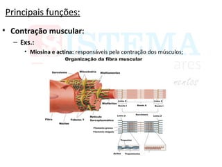 Principais funções:
• Contração muscular:
– Exs.:
• Miosina e actina: responsáveis pela contração dos músculos;
 