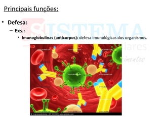 Principais funções:
• Defesa:
– Exs.:
• Imunoglobulinas (anticorpos): defesa imunológicas dos organismos.
 