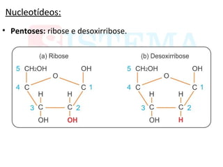 Nucleotídeos:
• Pentoses: ribose e desoxirribose.
 