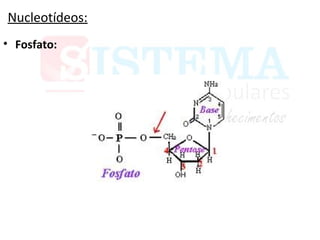 Nucleotídeos:
• Fosfato:
 
