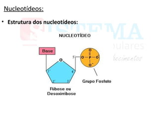 Nucleotídeos:
• Estrutura dos nucleotídeos:
 