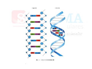 Lipídeos, proteínas, dna e rna