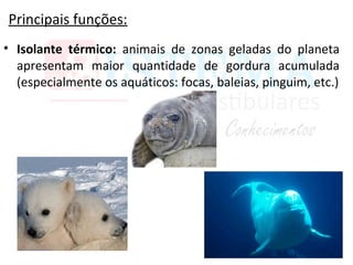 Principais funções:
• Isolante térmico: animais de zonas geladas do planeta
apresentam maior quantidade de gordura acumulada
(especialmente os aquáticos: focas, baleias, pinguim, etc.)
 