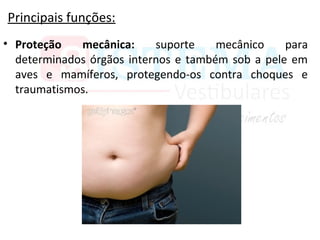 Principais funções:
• Proteção mecânica: suporte mecânico para
determinados órgãos internos e também sob a pele em
aves e mamíferos, protegendo-os contra choques e
traumatismos.
 
