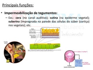Principais funções:
• Impermeabilização de tegumentos:
– Exs.: cera (no canal auditivo); cutina (na epiderme vegetal);
suberina (impregnada na parede das células do súber (cortiça)
nos vegetais); etc.
 