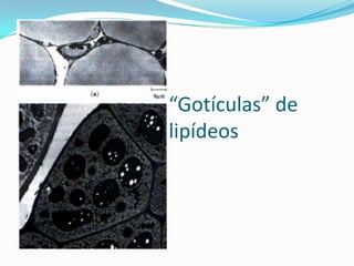 “Gotículas” de
lipídeos
 
