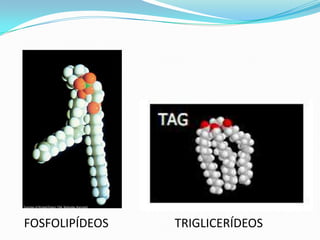 FOSFOLIPÍDEOS   TRIGLICERÍDEOS
 