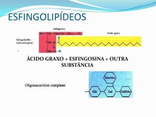 ESFINGOLIPÍDEOS


   ÁCIDO GRAXO + ESFINGOSINA + OUTRA
             SUBSTÂNCIA
 