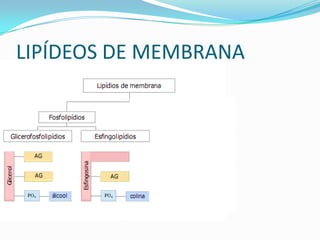 LIPÍDEOS DE MEMBRANA
 