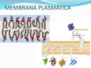 MEMBRANA PLASMÁTICA
 
