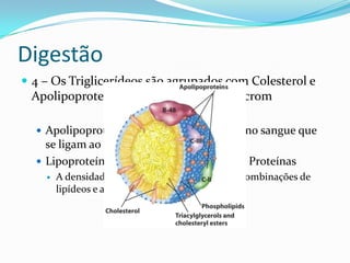 Digestão
 4 – Os Triglicerídeos são agrupados com Colesterol e
 Apolipoproteínas e formam os Quilomícrom

   Apolipoproteínas = Proteínas presentes no sangue que
    se ligam ao lipídeos para transporte
   Lipoproteínas = Agregados de lipídeos + Proteínas
       A densidade pode variar de acordo com as combinações de
        lipídeos e apolipoproteínas
 