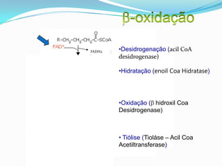 FADH2      •Desidrogenação (acil CoA
           desidrogenase)

           •Hidratação (enoil Coa Hidratase)




NADH + H   •Oxidação ( hidroxil Coa
           Desidrogenase)



           • Tiólise (Tioláse – Acil Coa
           Acetiltransferase)
 
