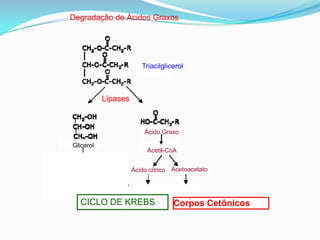Degradação de Ácidos Graxos




                                Triacilglicerol



                  Lipases



                                 Ácido Graxo

       Glicerol
                                  Acetil-CoA
    Gliceraldeído 3 P
                             Ácido cítrico Acetoacetato

Glicólise   Gliconeogênese
                        Ciclo de Krebs         Corpos
            CICLO DE KREBS                 Corpos Cetônicos
 