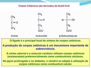 Corpos Cetônicos são derivados do Acetil-CoA




     O fígado é o principal local de síntese de corpos cetônicos.
A produção de corpos cetônicos é um mecanismo importante de
                       sobrevivência.
   A córtex adrenal e o músculo cardíaco utilizam corpos cetônicos
   (acetoacetato) preferencialmente como combustíveis celulares.
No jejum prolongado e no diabetes, o cérebro se adapta à utilização de
             corpos cetônicos como combustível celular.
 