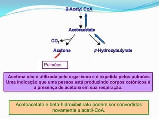 Pulmões

 Acetona não é utilizada pelo organismo e é expelida pelos pulmões
Uma indicação que uma pessoa está produzindo corpos cetônicos é
            a presença de acetona em sua respiração.


    Acetoacetato e beta-hidroxibutirato podem ser convertidos
                    novamente a acetil-CoA.
 