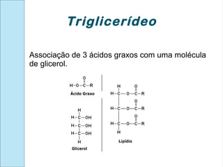 Triglicerídeo

Associação de 3 ácidos graxos com uma molécula
de glicerol.
 