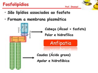 Fosfolipídios                      Prof. Emanuel


• São lipídios associados ao fosfato
• Formam a membrana plasmática

                      Cabeça (Álcool + fosfato)
                      Polar e hidrofílica

                         Anfipatia

                 Caudas (Ácido graxo)
                 Apolar e hidrofóbica
 