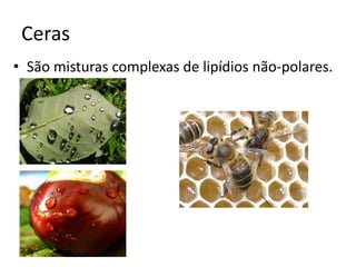 Ceras
• São misturas complexas de lipídios não-polares.
 