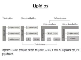 Lipídios
 