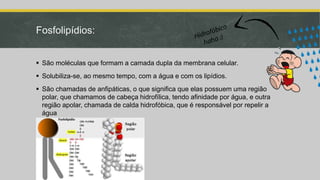 Fosfolipídios:
 São moléculas que formam a camada dupla da membrana celular.
 Solubiliza-se, ao mesmo tempo, com a água e com os lipídios.
 São chamadas de anfipáticas, o que significa que elas possuem uma região
polar, que chamamos de cabeça hidrofílica, tendo afinidade por água, e outra
região apolar, chamada de calda hidrofóbica, que é responsável por repelir a
água
 