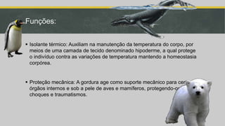 Funções:
 Isolante térmico: Auxiliam na manutenção da temperatura do corpo, por
meios de uma camada de tecido denominado hipoderme, a qual protege
o indivíduo contra as variações de temperatura mantendo a homeostasia
corpórea.
 Proteção mecânica: A gordura age como suporte mecânico para certos
órgãos internos e sob a pele de aves e mamíferos, protegendo-os contra
choques e traumatismos.
 