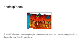 Fosfolipídeos
Possui fósforo em sua composição, é encontrado em toda membrana plasmática
da célula, tem função estrutural.
 