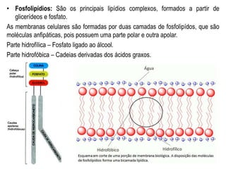 • Fosfolipídios: São os principais lipídios complexos, formados a partir de
glicerídeos e fosfato.
As membranas celulares são formadas por duas camadas de fosfolipídos, que são
moléculas anfipáticas, pois possuem uma parte polar e outra apolar.
Parte hidrofílica – Fosfato ligado ao álcool.
Parte hidrofóbica – Cadeias derivadas dos ácidos graxos.
 
