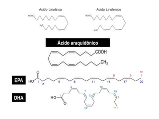 EPA
DHA
Ácido araquidônico
 