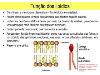 Função dos lipídios
• Constituem a membrana plasmática – Fosfolipídios e colesterol.
• Atuam como isolante térmico para animais que habitam regiões polares.
• Isolam os neurônios eletricamente por meio da bainha de mielina, promovendo
uma condução mais eficiente dos impulsos nervosos.
• Fazem parte da composição dos hormônios esteroides.
• Apresentam função impermeabilizante, como nas ceras da cutículas das folhas e
no produto das glândulas uropígeas, nas aves, e das glândulas sebáceas, em
mamíferos.
• Reserva energética.
 