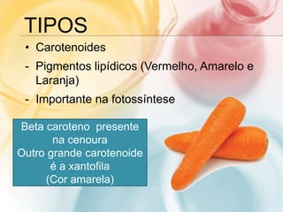 TIPOS
• Carotenoides
- Pigmentos lipídicos (Vermelho, Amarelo e
Laranja)
- Importante na fotossíntese
Beta caroteno presente
na cenoura
Outro grande carotenoide
é a xantofila
(Cor amarela)
 