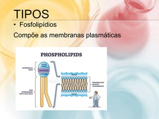 TIPOS
• Fosfolipídios
Compõe as membranas plasmáticas
 
