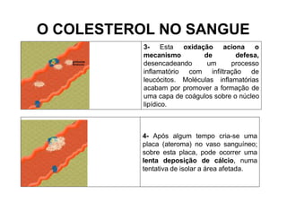 O COLESTEROL NO SANGUE
3- Esta
mecanismo
oxidação aciona o
de
desencadeando um
defesa,
processo
infiltração de
inflamatório com
leucócitos. Moléculas inflamatórias
acabam por promover a formação de
uma capa de coágulos sobre o núcleo
lipídico.
4- Após algum tempo cria-se uma
placa (ateroma) no vaso sanguíneo;
sobre esta placa, pode ocorrer uma
lenta deposição de cálcio, numa
tentativa de isolar a área afetada.
 