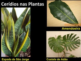 Cerídios nas Plantas



                                 Amendoeira




Espada de São Jorge    Costela de Adão
 