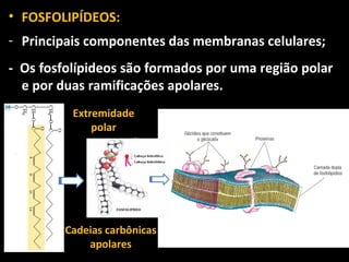 • FOSFOLIPÍDEOS:
- Principais componentes das membranas celulares;
- Os fosfolípideos são formados por uma região polar
  e por duas ramificações apolares.
          Extremidade
              polar
                        -




                            +


         Cadeias carbônicas
             apolares
 