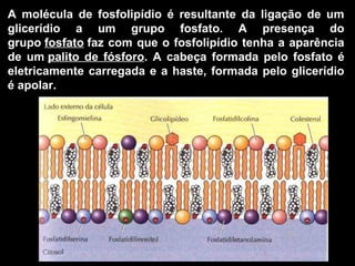 A molécula de fosfolipídio é resultante da ligação de um
glicerídio a um grupo fosfato. A presença do
grupo fosfato faz com que o fosfolipídio tenha a aparência
de um palito de fósforo. A cabeça formada pelo fosfato é
eletricamente carregada e a haste, formada pelo glicerídio
é apolar.
 
