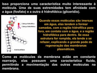Isso proporciona uma característica muito interessante à
molécula. Uma de suas extremidades tem afinidade com
a água (fosfato) e a outra é hidrofóbica (glicerídio).

                      Quando essas moléculas são imersas
                           em água, elas tendem a formar
                      camadas, com a região hidrofílica para
                     fora, em contato com a água, e a região
                          hidrofóbica para dentro. Se essa
                        estrutura for rompida, ela tende a se
                       refazer, explicando o grande pode de
                            regeneração das membranas
                                    plasmáticas.

Como as moléculas da membrana estão em constante
rearranjo, elas possuem uma característica fluida,
permitindo a movimentação das outras moléculas na
membrana.
 