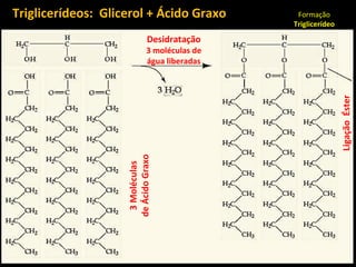 Triglicerídeos: Glicerol + Ácido Graxo           Formação
                                                Triglicerídeo
                               Desidratação
                               3 moléculas de
                               água liberadas




                                                                Ligação Éster
   Glicerol



                    de Ácido Graxo
                     3 Moléculas
 