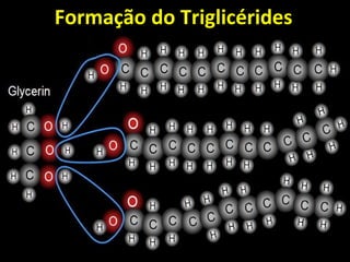 Formação do Triglicérides
 