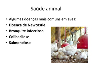 Saúde animal
•   Algumas doenças mais comuns em aves:
•   Doença de Newcastle
•   Bronquite infecciosa
•   Colibacilose
•   Salmonelose
 
