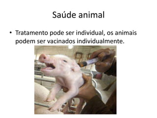Saúde animal
• Tratamento pode ser individual, os animais
podem ser vacinados individualmente.