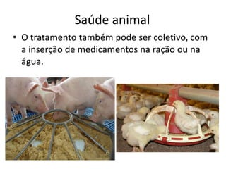 Saúde animal
• O tratamento também pode ser coletivo, com
  a inserção de medicamentos na ração ou na
  água.
 