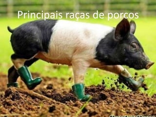 Principais raças de porcos
 