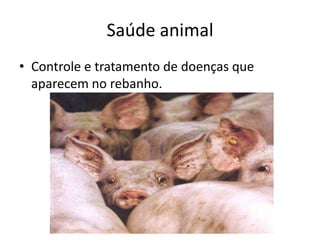 Saúde animal
• Controle e tratamento de doenças que
  aparecem no rebanho.
 