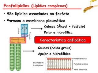 Fosfolipídios (Lipídios complexos)
• São lipídios associados ao fosfato
• Formam a membrana plasmática
Cabeça (Álcool + fosfato)
Polar e hidrofílica
Caudas (Ácido graxo)
Apolar e hidrofóbica
Característica anfipática
 