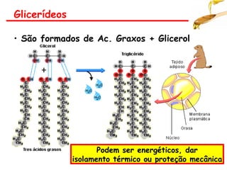 Glicerídeos
• São formados de Ac. Graxos + Glicerol
Podem ser energéticos, dar
isolamento térmico ou proteção mecânica
 