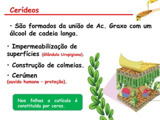 Cerídeos
• São formados da união de Ac. Graxo com um
álcool de cadeia longa.
• Impermeabilização de
superfícies (Glândula Uropigiana).
• Construção de colmeias.
• Cerúmen
(ouvido humano – proteção).
Nas folhas a cutícula é
constituída por ceras.
 