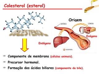 Colesterol (esterol)
Origem
 Componente de membrana (células animais).
 Precursor hormonal.
 Formação dos ácidos biliares (componente da bile).
Endógeno
Exógeno
 